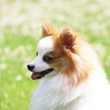 Spitz allemand